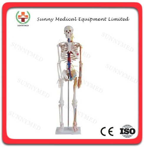 SY-N021 Painted with Blood Vessel 85CM Human Skeleton Model