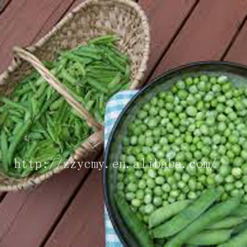 green peas for food canning