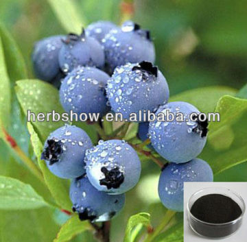 High Quality Bilberry extract anthocyanidins