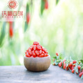 Wolfberry / Lycium Barbarum / quả goji hữu cơ