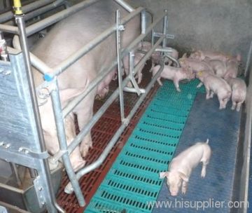 The Pregnant Pig Crates?