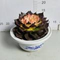 Echeveria in lower price