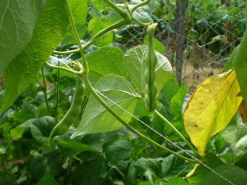 Garden Bean Netting, Biodegradable Plastic Net