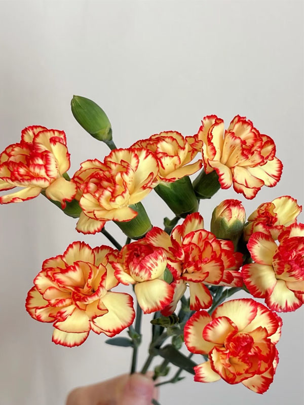 স্প্রে কার্নেশন samba6 Spray carnation samba6