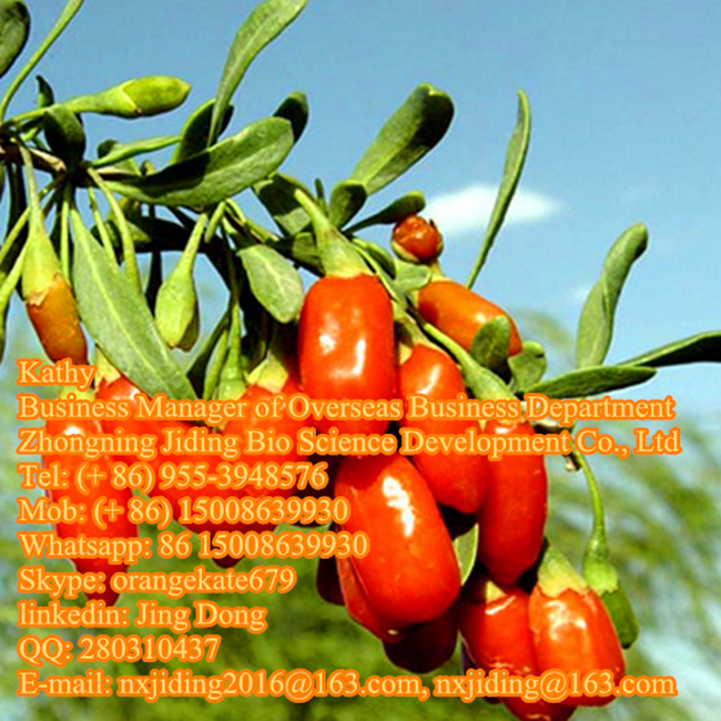 Goji berry supplier