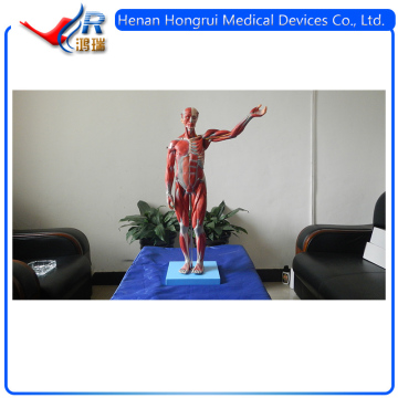 Human Muscle Anatomical Torso Model&Human Muscle Anatomical Model With Internal Organs