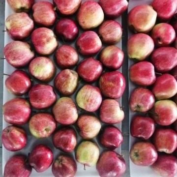 Fresh Red Delicious Red Star Fruits Apples