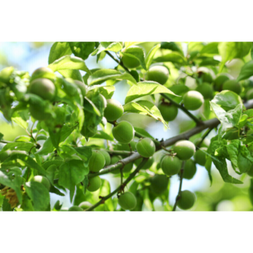 Directly 100% Natural Green Plum Extract Powder