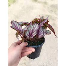 begonia 9 in good price