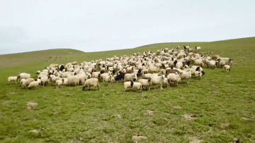 Men Knitting Cashmere Sock High Quality Brown Man Bulk Wool Socks For Winter