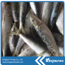 Alibaba Gold Supplier Natural Frozen Sardine Fish