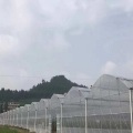 Đường hầm Nhà kính Phim nhựa để trồng rau