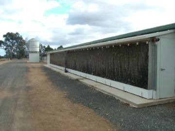 Cooling Fans and Pads for Poultry Farm