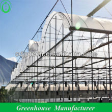 Tomato Growing Greenhouse In Hot Summer