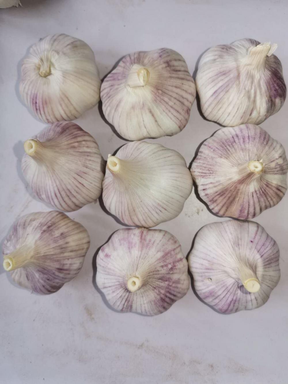 New Chinese garlic exported to South America