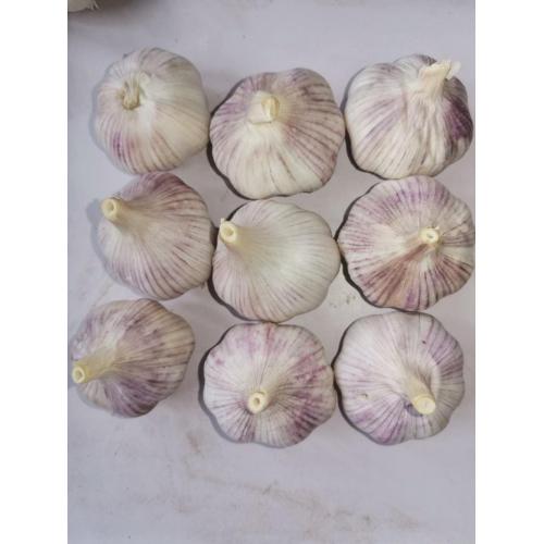 New Chinese garlic exported to South America