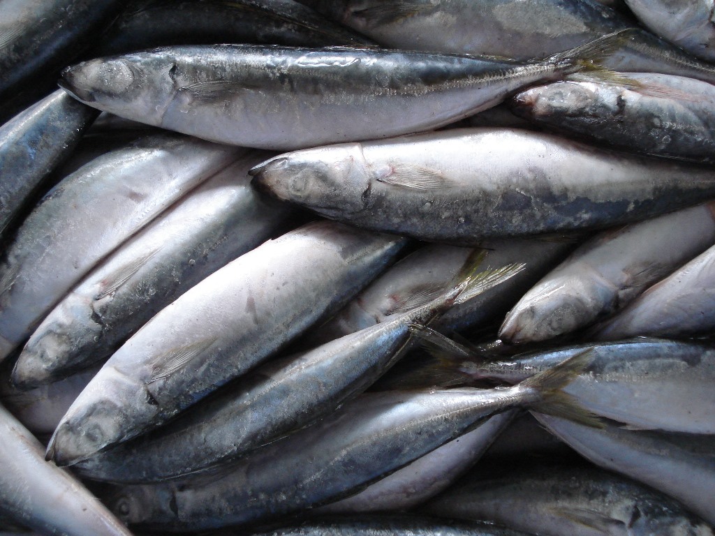 Mariscos congelados redondos scad pescado de alta calidad para cebo cn caballo caballa china entera muroaji ojo pequeño