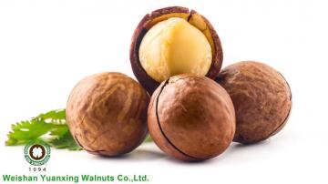 Big Size Roasted Macadamia In Shell For Sale