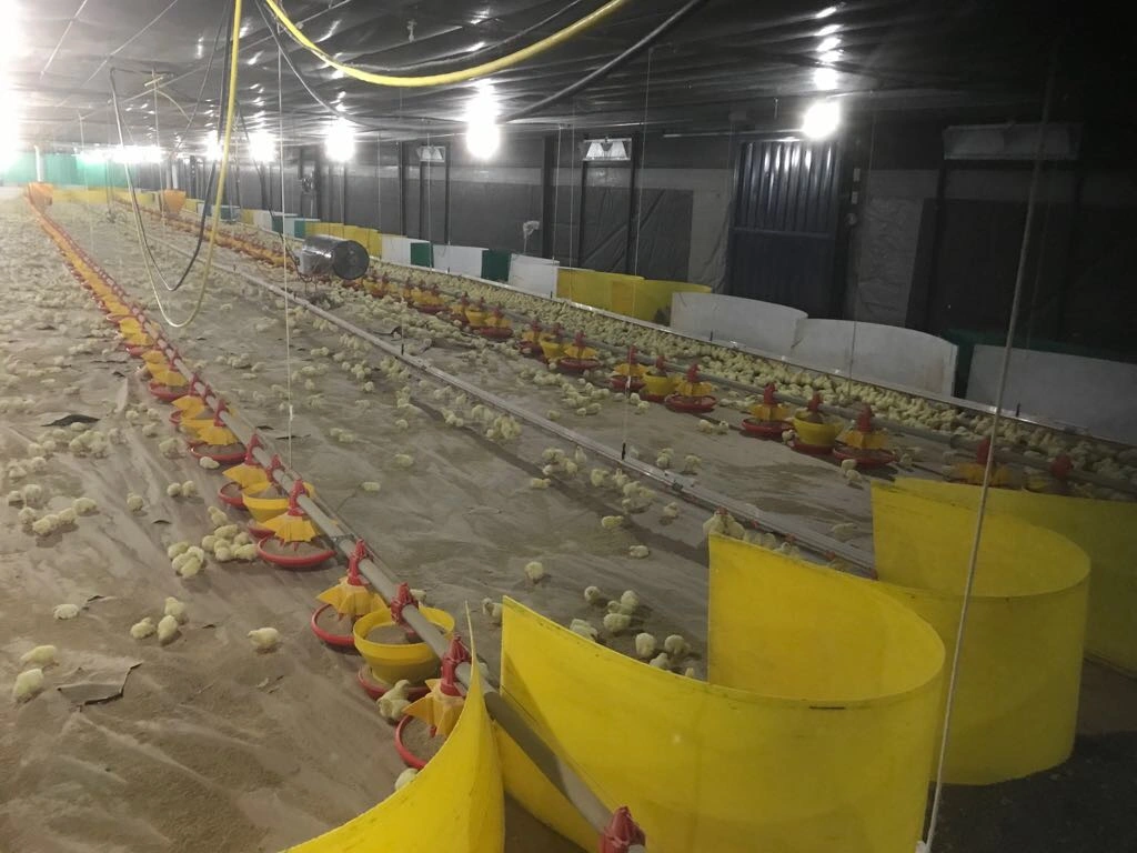 Leading Edge/Trailing Edge Dimming Indoor Dimmer for Egg Hen