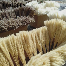 Culinan Wholesale Reed Sticks and Dried Pampas Grass for Home Decor