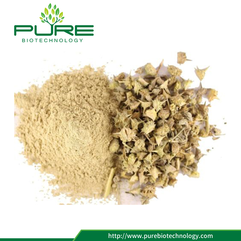 100٪ الطبيعية تريبولوس تيريستريس الفاكهة النباتية استخراج مسحوق 100% Natural Tribulus Terrestris Plant Fruit Extract Powder