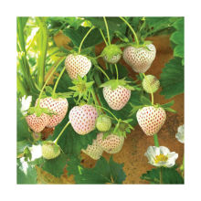 The Rare White Strawberry Seeds Pineapple Strawberry Seeds Potted Four Seasons Sowing