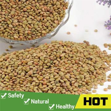 Split green lentil with good price