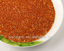 High quality red millet