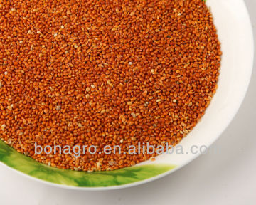 High quality red millet