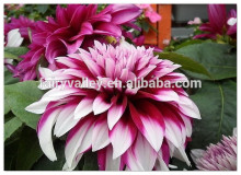 High germination rate dahlia flowers seeds for growing