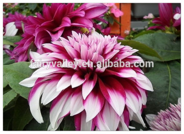 High germination rate dahlia flowers seeds for growing