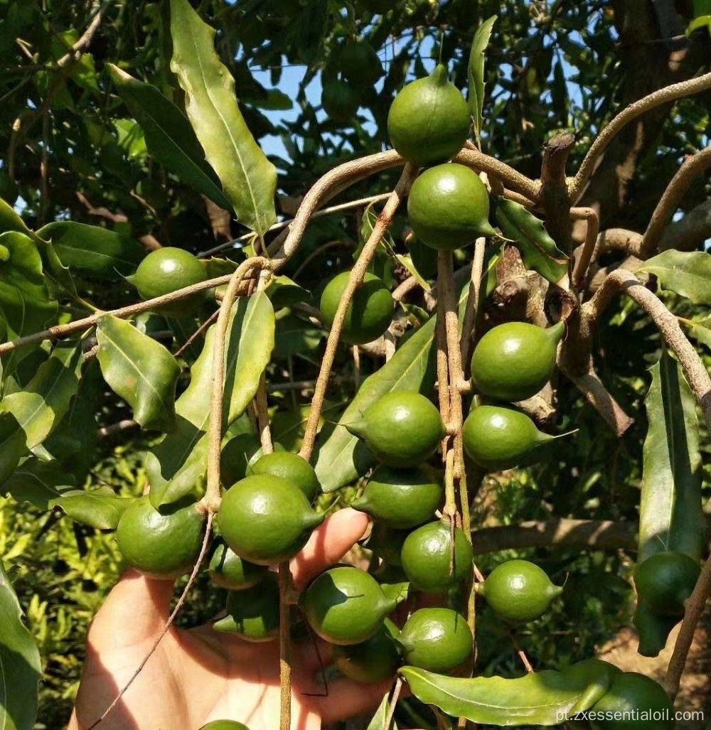 Fornecimento de fábrica a granel de óleo de argan puro natural