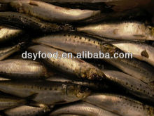 frozen sardine fish