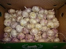 Normal White Garlic Export Standard
