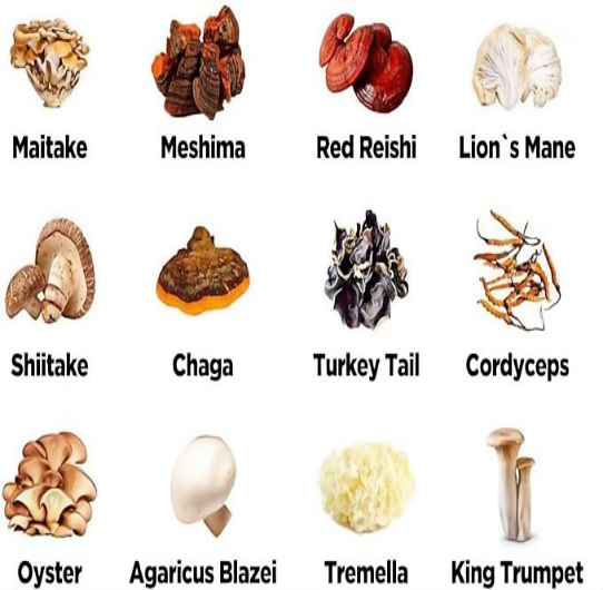 Mushroom (2) Mushroom (2)