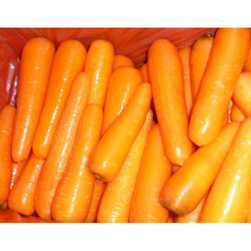 ベストプライス2018新しい作物Fresh Carrot