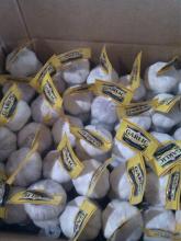 Normal white garlic/red garlic/purple garlic