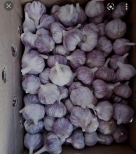 High Quality White Galic