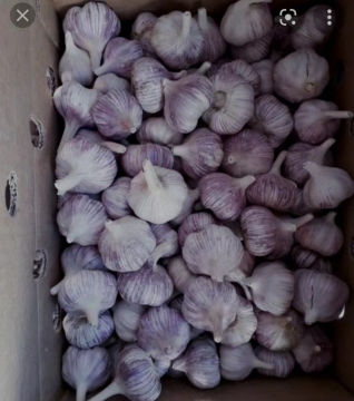 High Quality White Galic