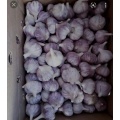 New style packed garlic