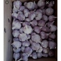 Certificated Fresh White Garlic