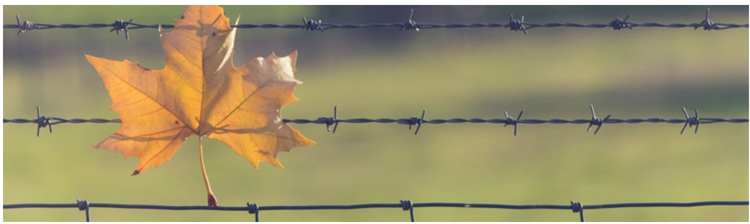 barbed wire