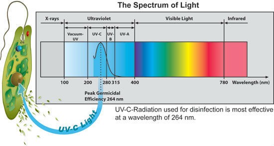  UV purification lamp