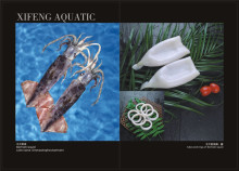 Frozen Good Squid Bartrami Squid