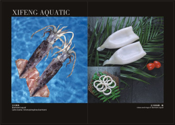 Frozen Good Squid Bartrami Squid