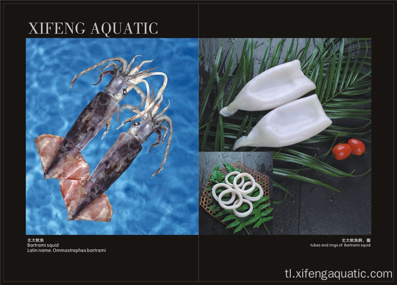 Frozen Good Quality Squid Bartrami Squids