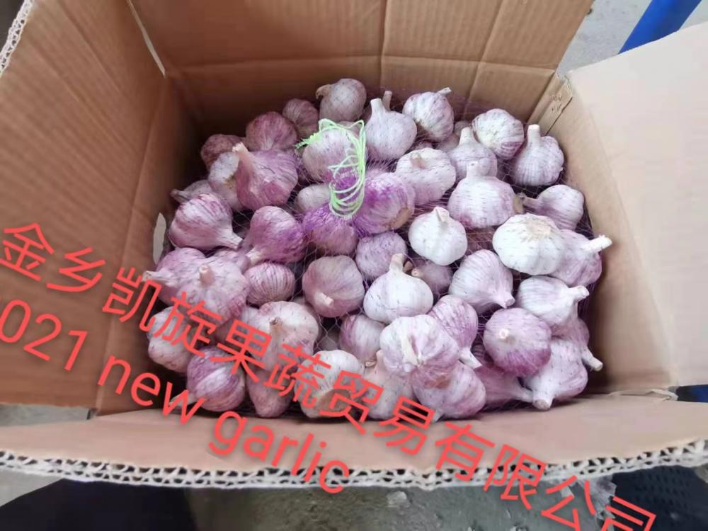 New crop fresh garlic 2022