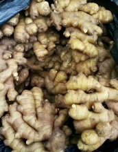 Fresh Selected Chinese Ginger