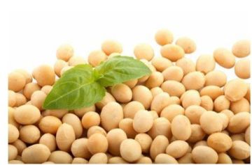 The BEST Original Taste Soybean