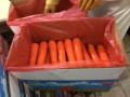 Zanahoria fresca con gran tamaño